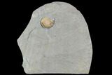 Fossil Ammonite (Promicroceras) - Lyme Regis #110716-1
